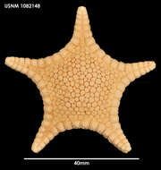 Image of Cladaster macrobrachius H. L. Clark 1923
