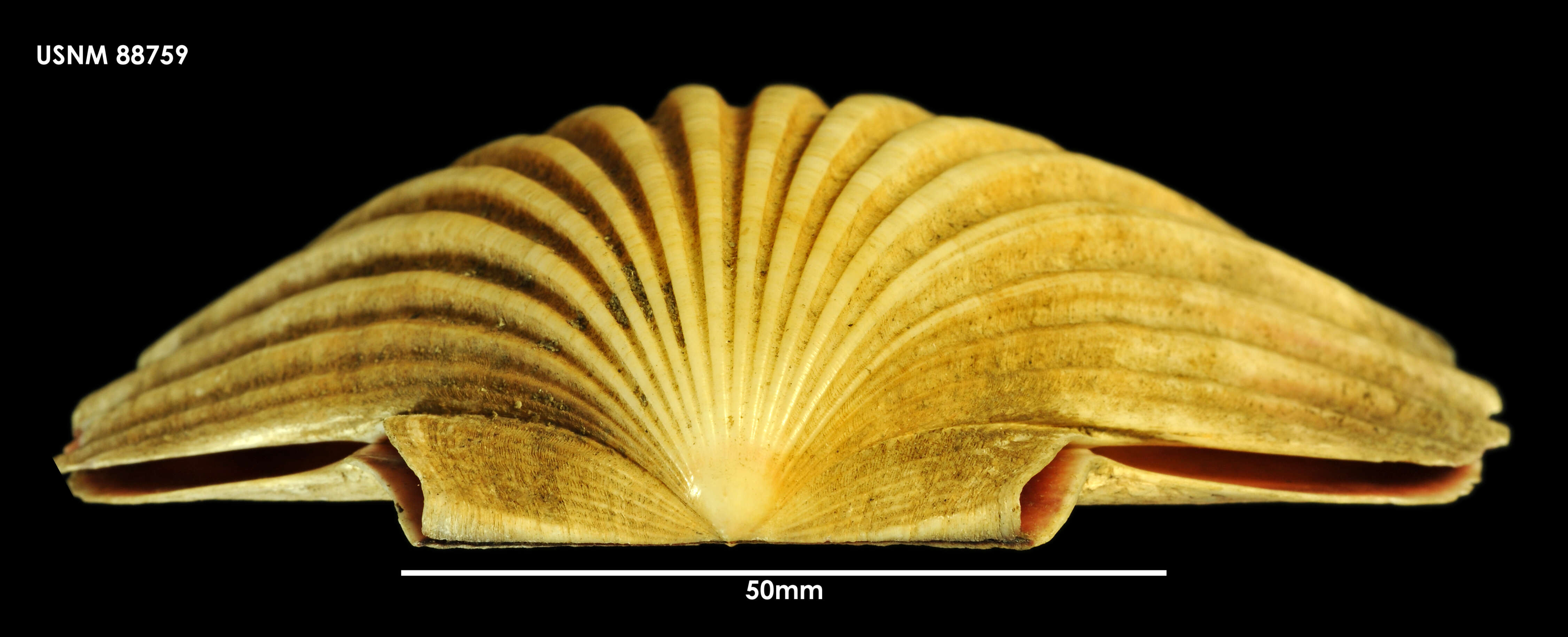 Image of Pecten benedictus Lamarck 1819