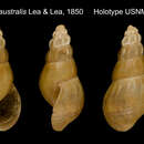 Слика од Thiara australis (I. Lea & H. C. Lea 1851)