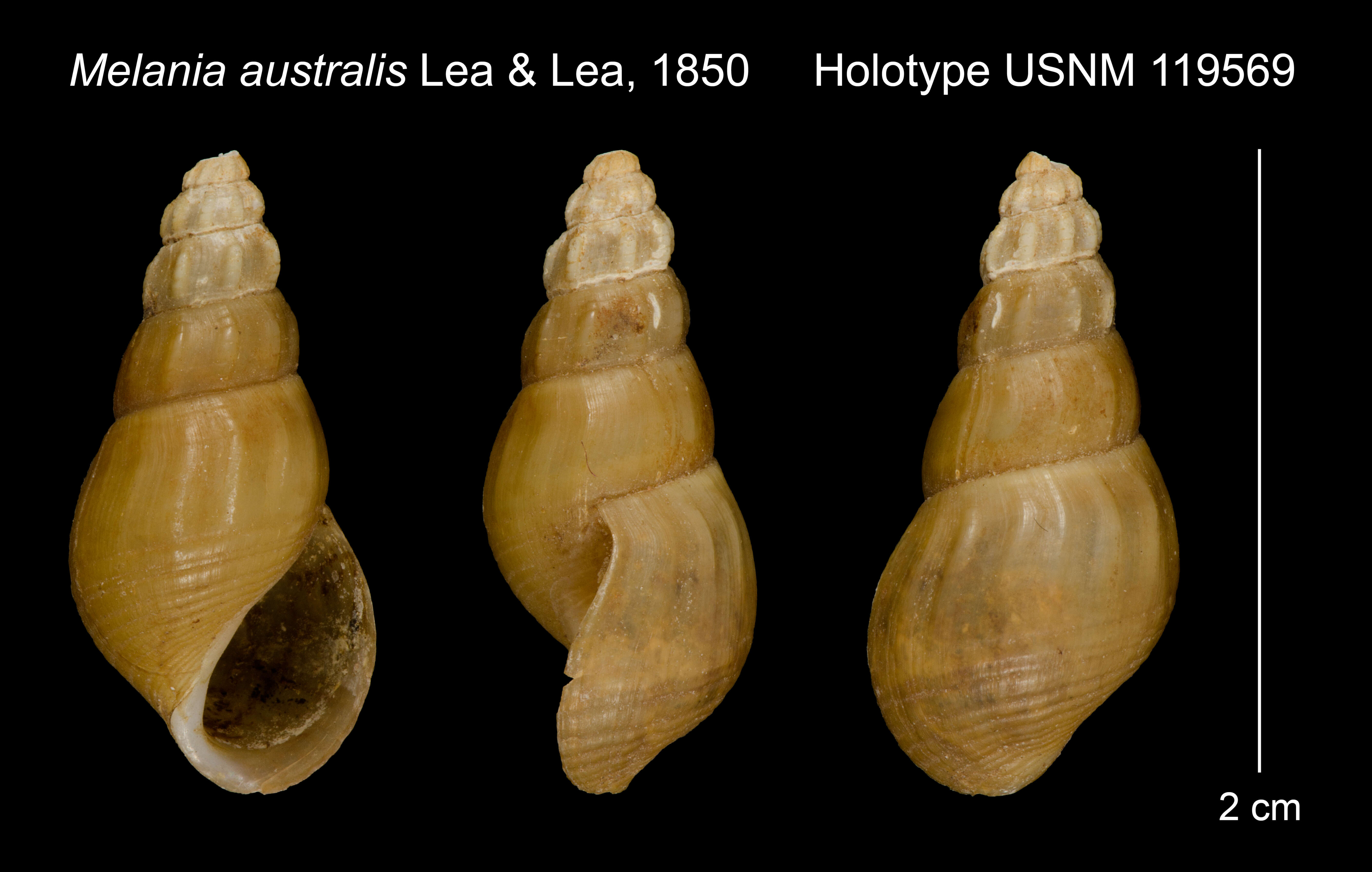 Image of Thiara australis (I. Lea & H. C. Lea 1851)