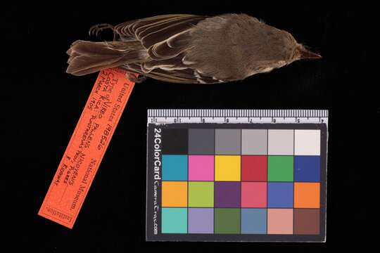 Image of Vireo pallens nicoyensis Parkes 1990