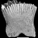 Image of Sphenotrochus wellsi Cairns 1997