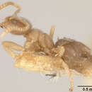 Image of Bothriomyrmex wroughtonii Forel 1895