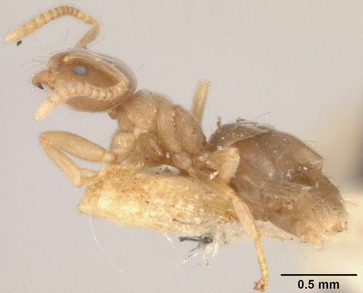 Image of Bothriomyrmex wroughtonii Forel 1895