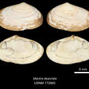 Image of Turton's wedge clam