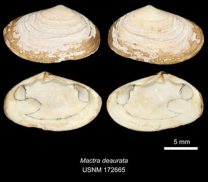 Image de Mesodesma deauratum (W. Turton 1822)