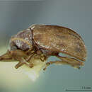 Image of Xanthonia intermedia Staines & Weisman 2001