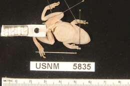 Image of Lesser Snouted Treefrog