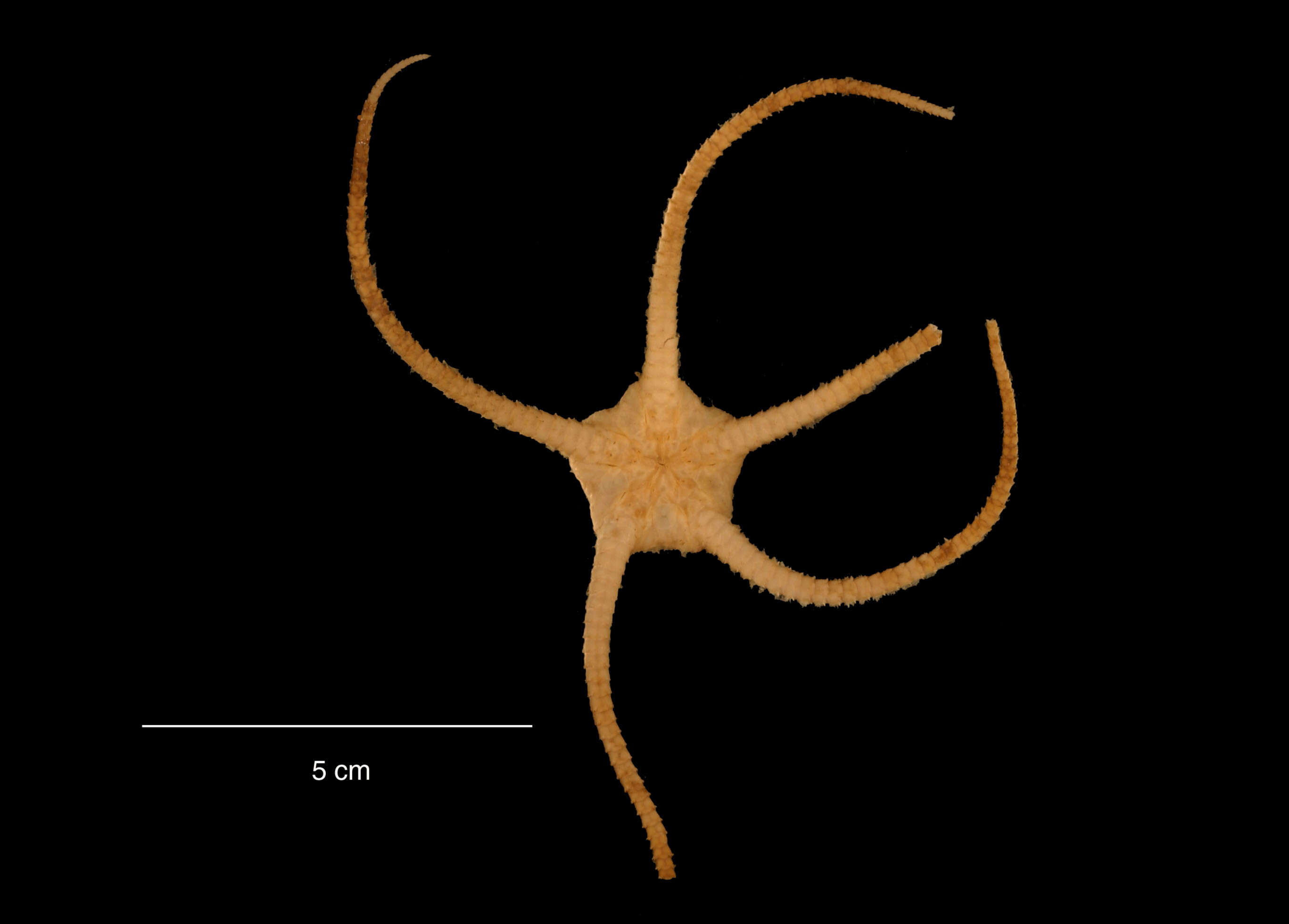 Image of Ophioplinthus brevirima (Mortensen 1936)