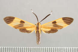 صورة <i>Dycladia emerita</i> Schaus