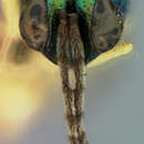 Sympiesis dolichogaster Ashmead 1888 resmi