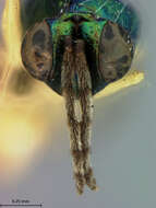 Sympiesis dolichogaster Ashmead 1888 resmi