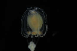 Ectopleura L. Agassiz 1862 resmi