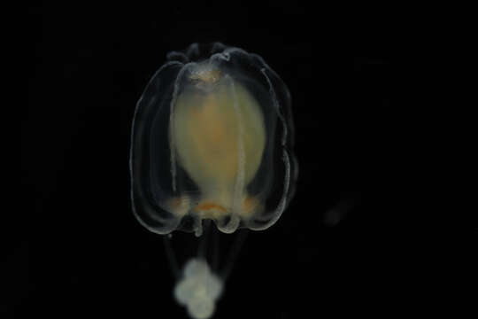 Image of Ectopleura L. Agassiz 1862