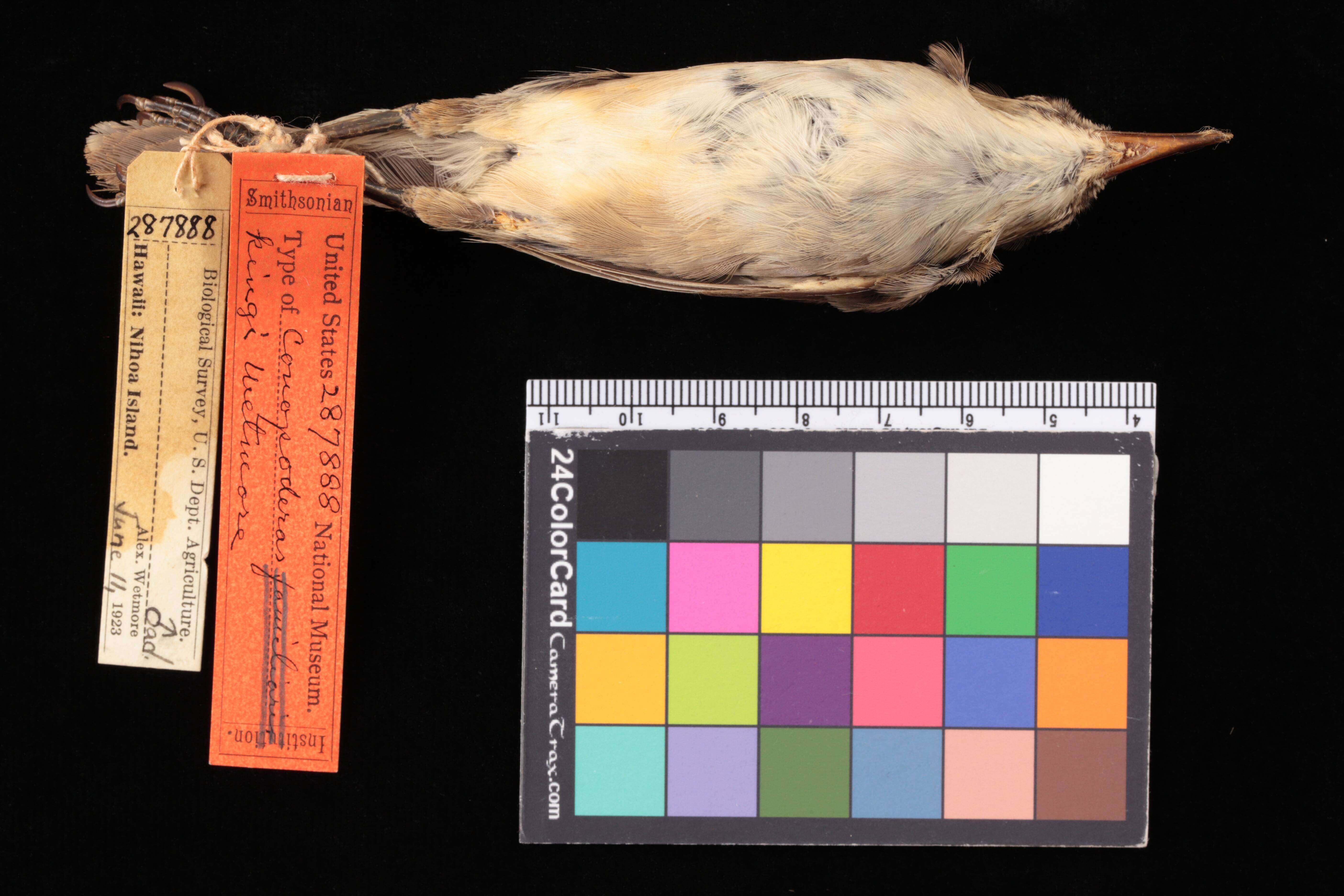 Image of Nihoa millerbird (old world warbler)