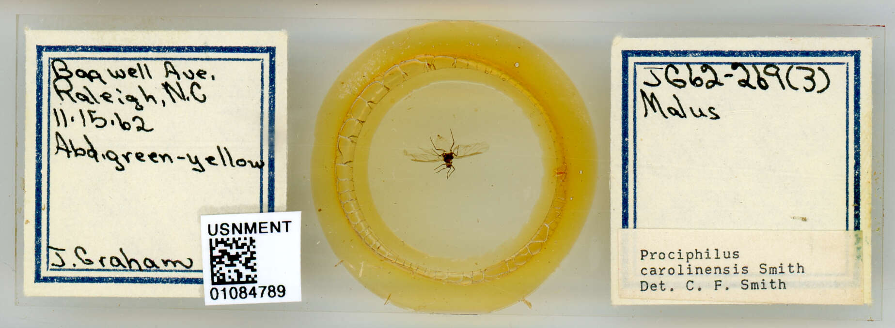 Image of Prociphilus (Prociphilus) carolinensis Smith & C. F. 1969