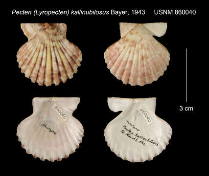 Imagem de Leptopecten linki (Dall 1926)