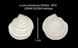 Image de Pleurolucina hendersoni (Britton 1972)