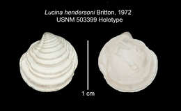 Image of Pleurolucina hendersoni (Britton 1972)