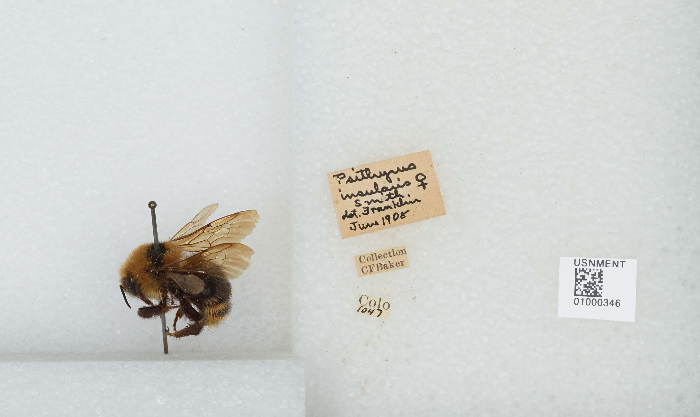 Image de Bombus insularis (Smith 1861)