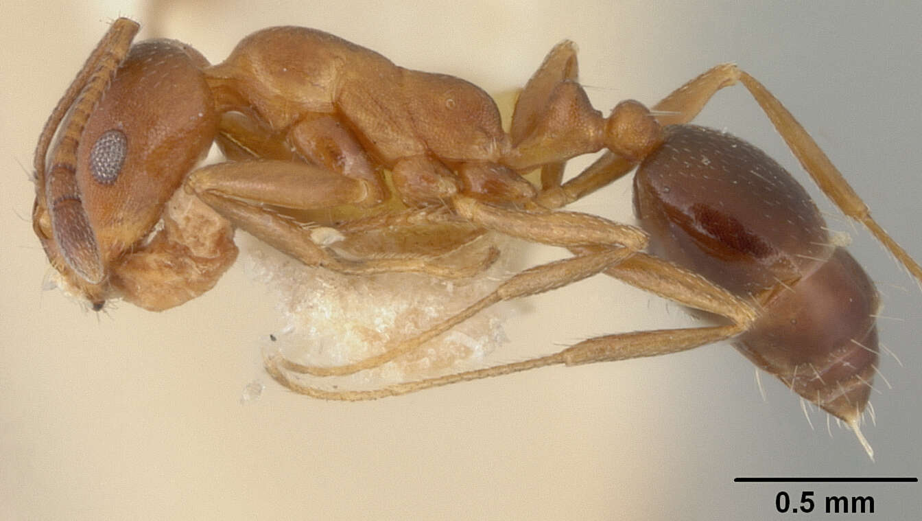 Image of Monomorium subopacum var. intermedium Santschi 1927