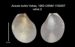 Image of Acesta bullisi (H. E. Vokes 1963)