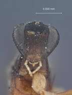 Image of Clistopyga alutaria Townes 1960