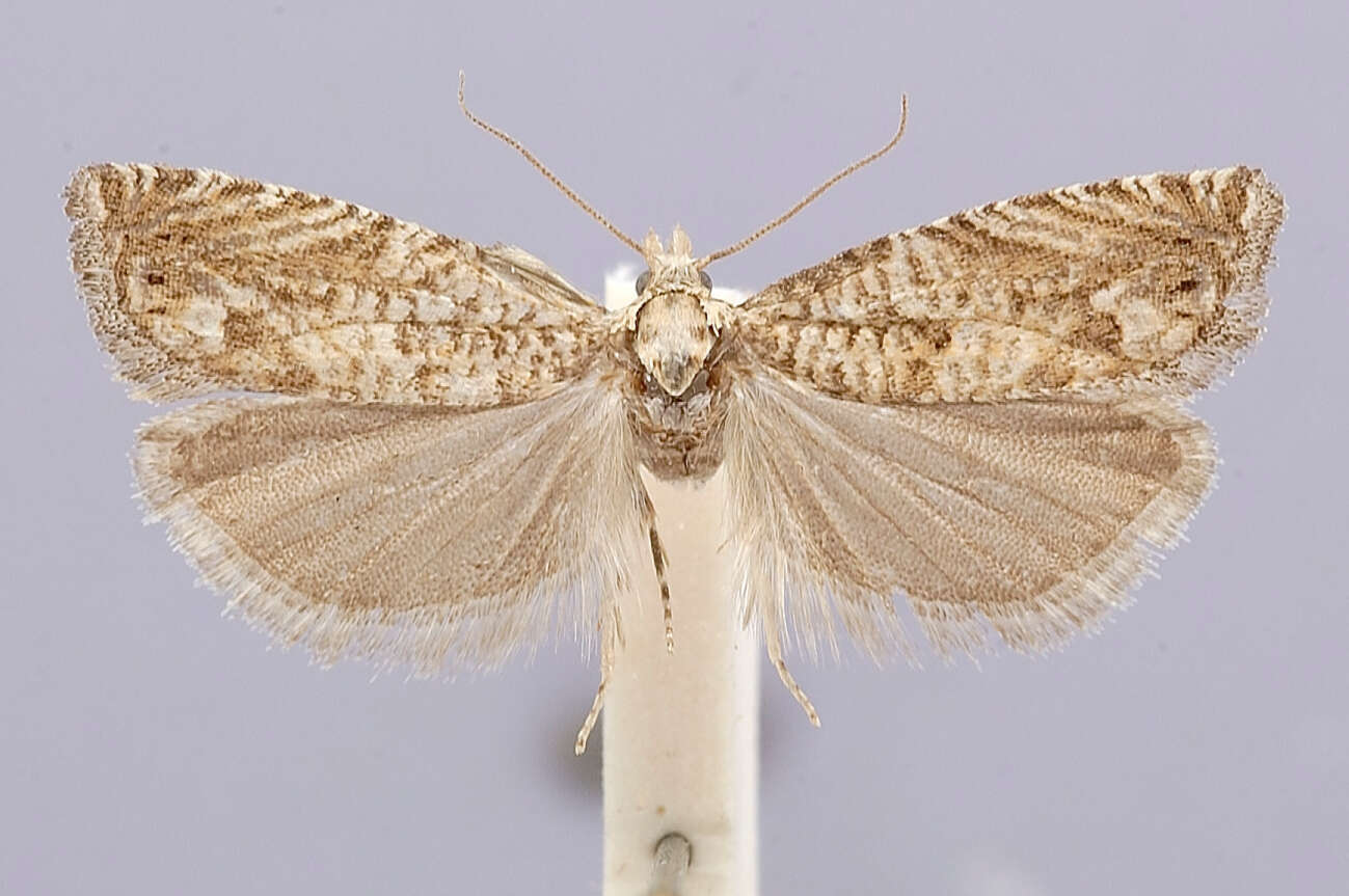 Image of Pseudeucosma subtiliana Jäckh