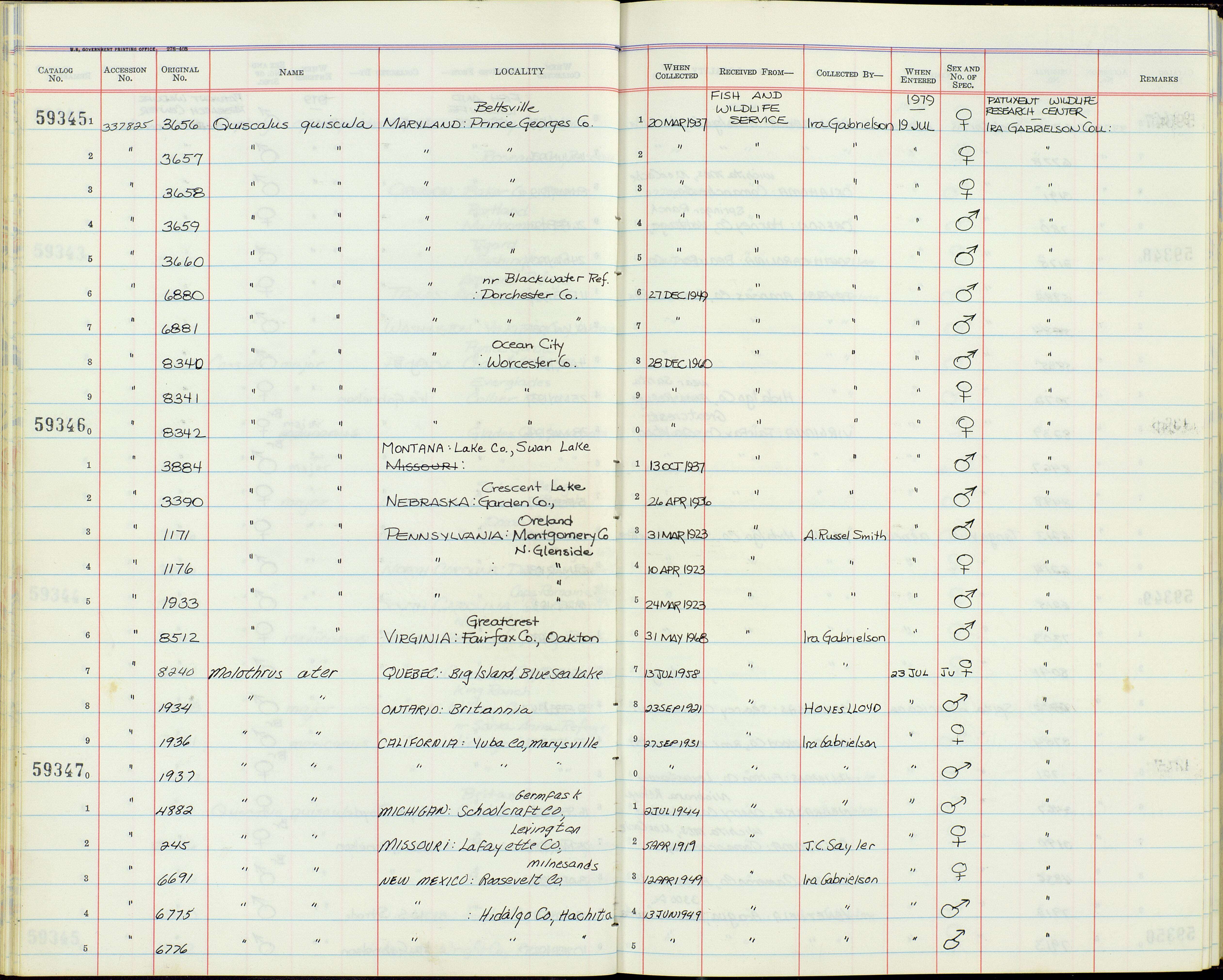 Image of Quiscalus quiscula stonei Chapman 1935