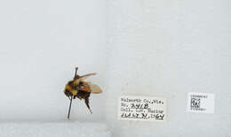 Слика од Bombus affinis Cresson 1864