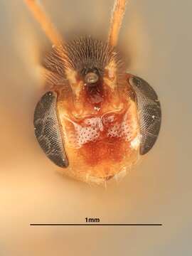 Image of Mesochorus trisulcatus Viereck 1912