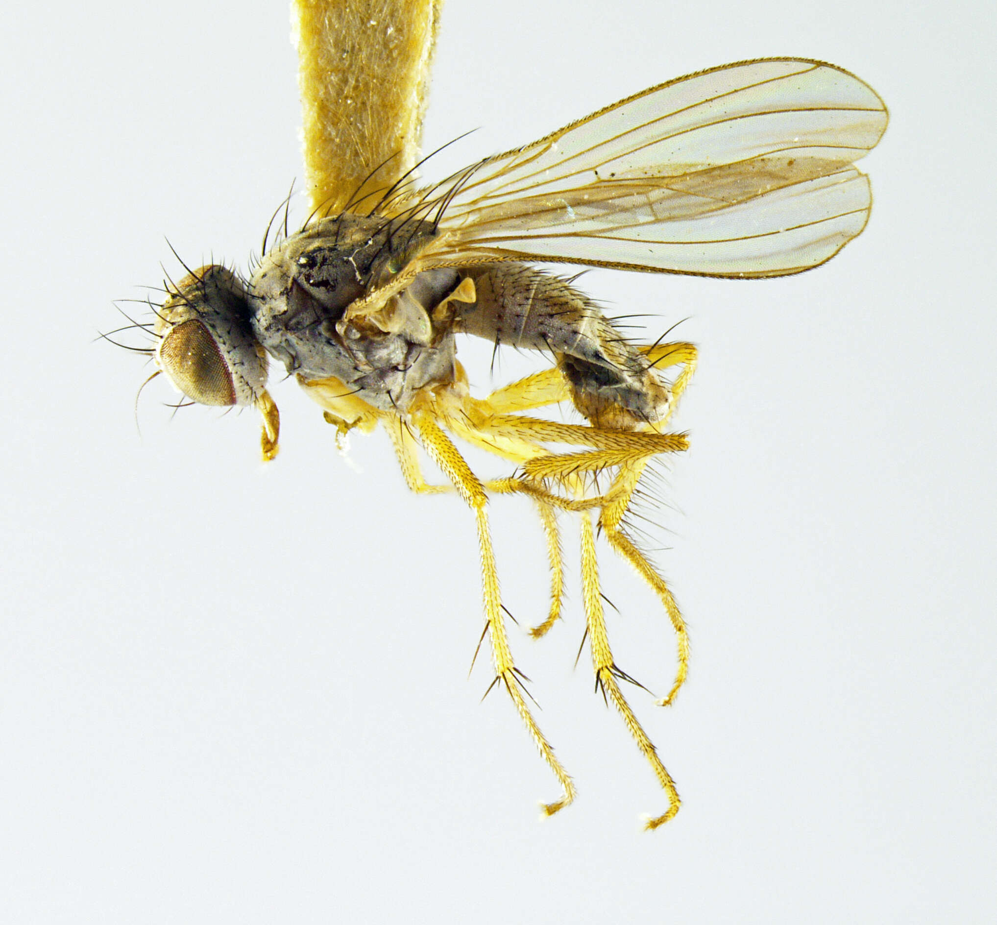 Image of Coenosia tausa Huckett 1934