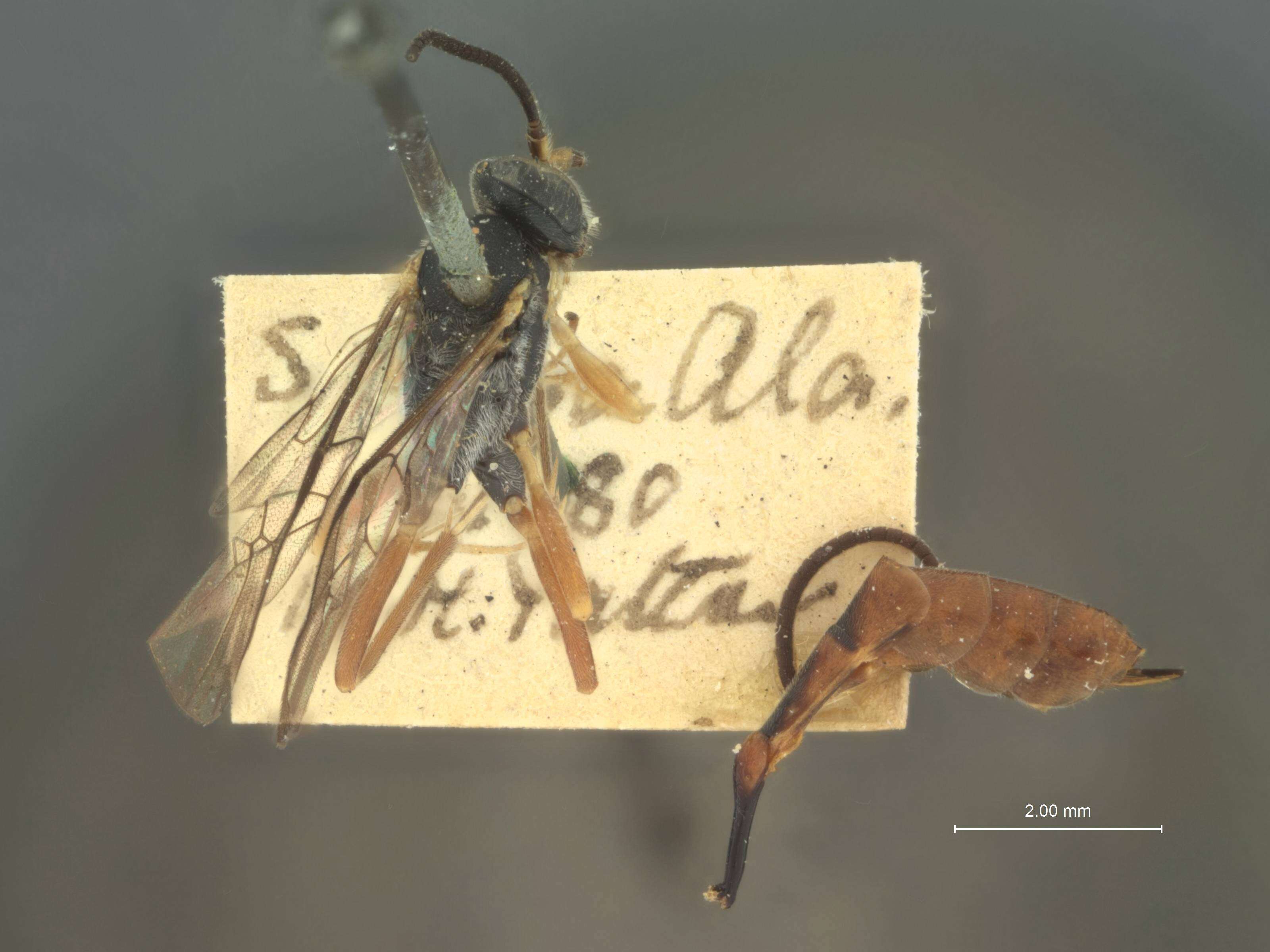 Image of Velutininae Gray 1840