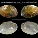 Image of Unio wheatleyanus Lea