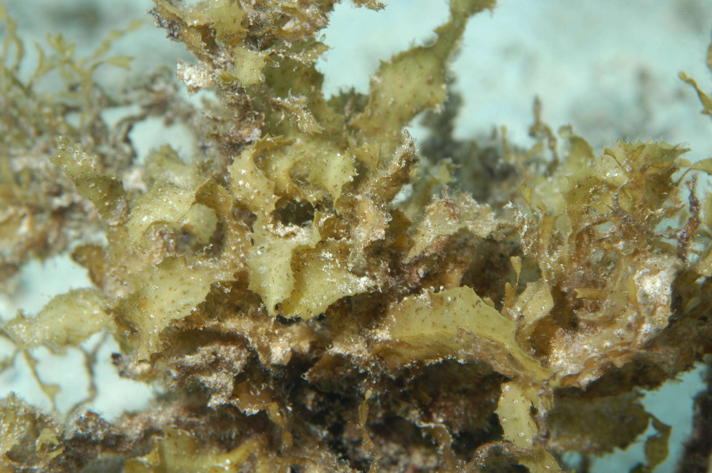 Image of Sargassum C. Agardh 1820