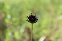 Image of Rayless Sunflower