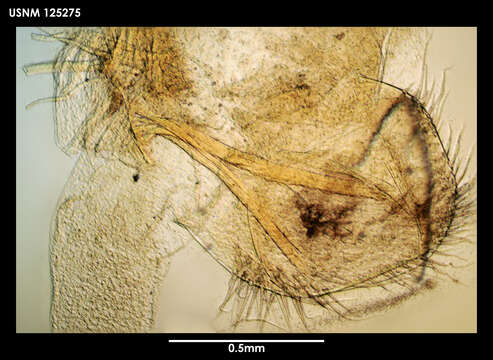 Image of Gymnoscalpellum tarasovi Newman & Ross 1971