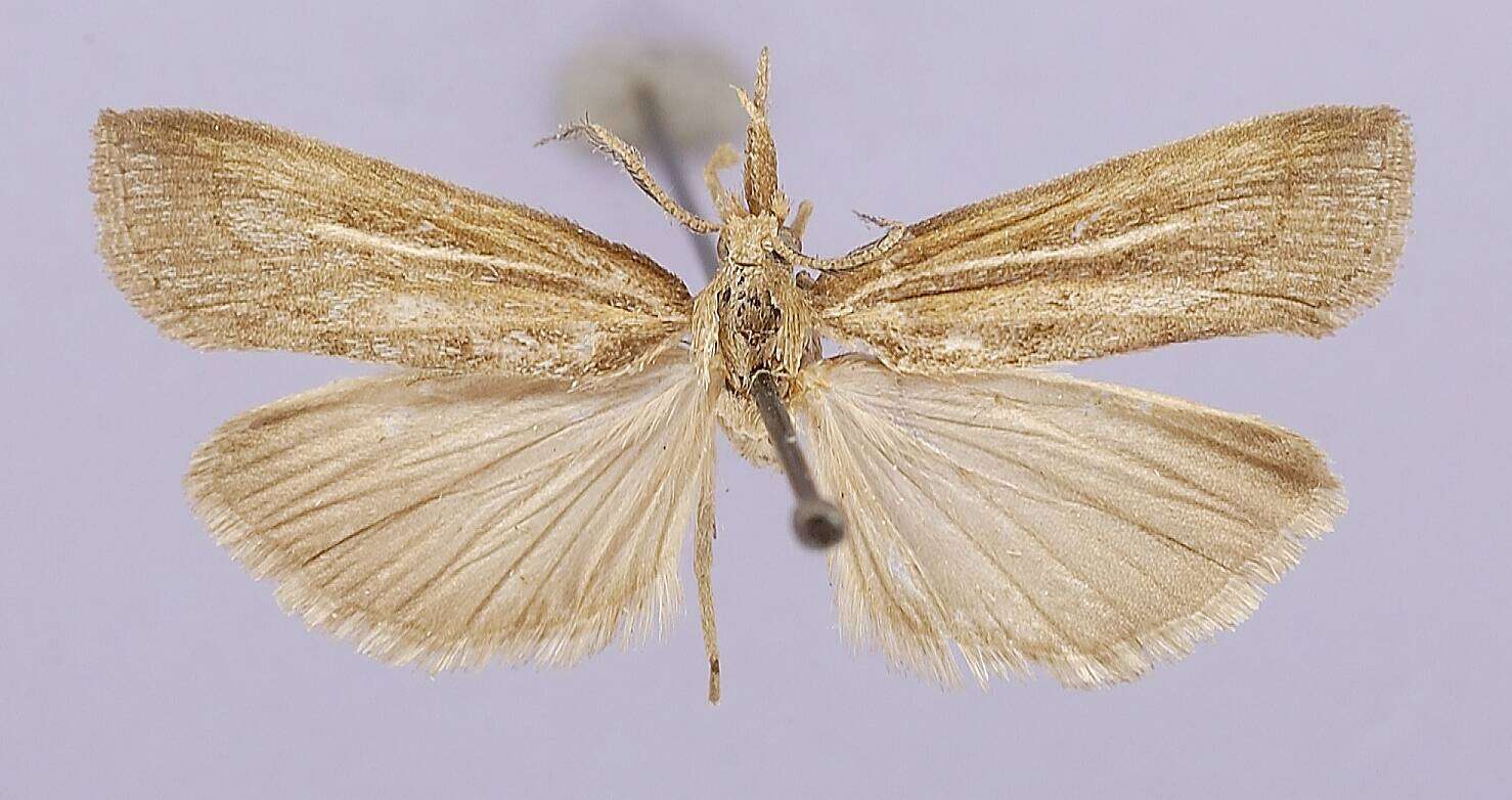 Image of Thaumatopsis gibsonella Kearfott 1908