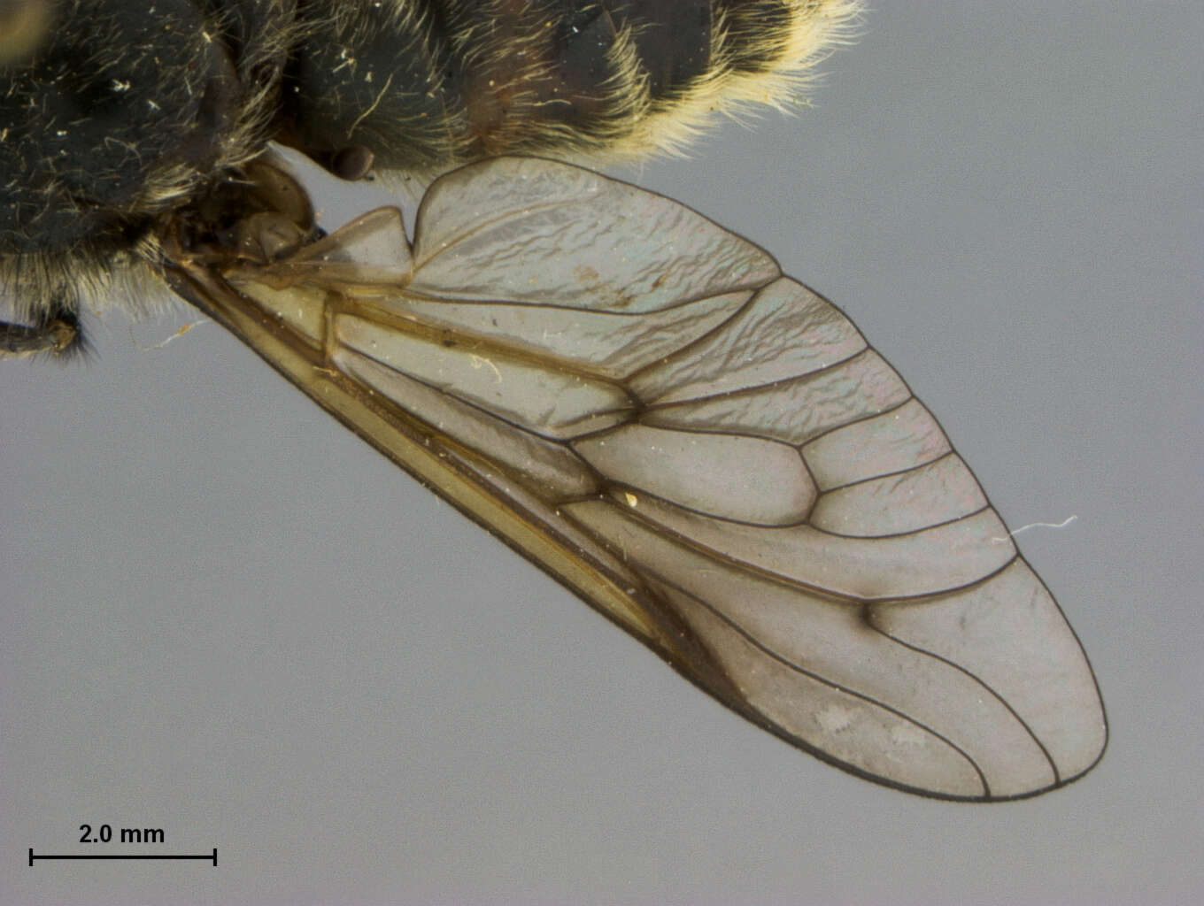 Image of Hybomitra stigmoptera (Olsufjev 1937)