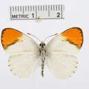 Image of Colotis evanthides (Holland 1896)