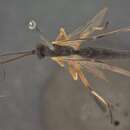 Image of Xenoschesis cinctiventris (Ashmead 1896)