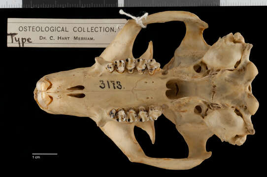 Sivun Marmota monax rufescens A. H. Howell 1914 kuva