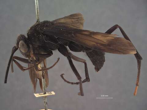 Image of Leptodialepis cameroni (Banks 1938)