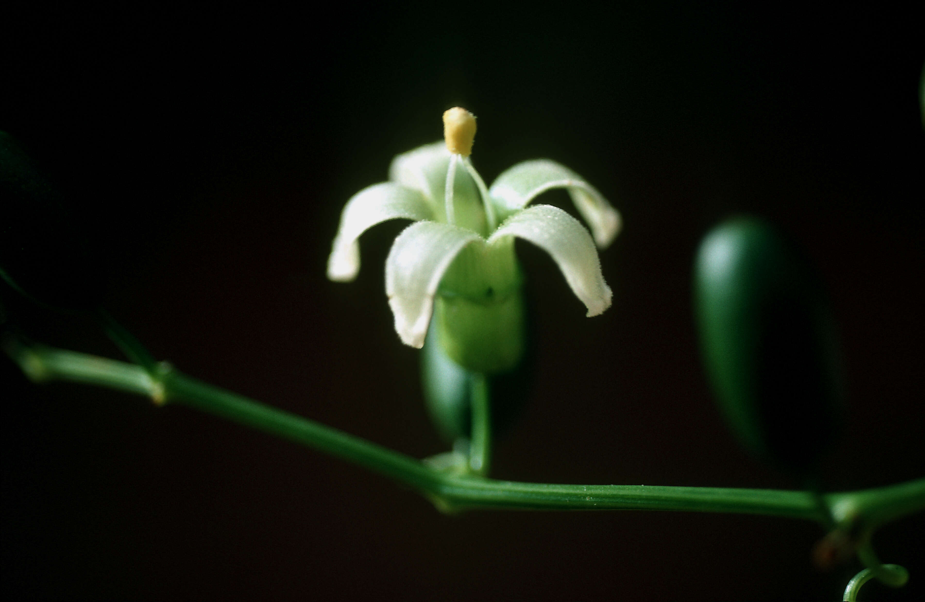 Image of American Melonleaf