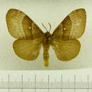 Image of Gloveria latipennis Dyar 1919