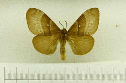 Image of Gloveria latipennis Dyar 1919