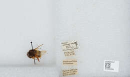 Image of Bombus flavescens Smith 1852