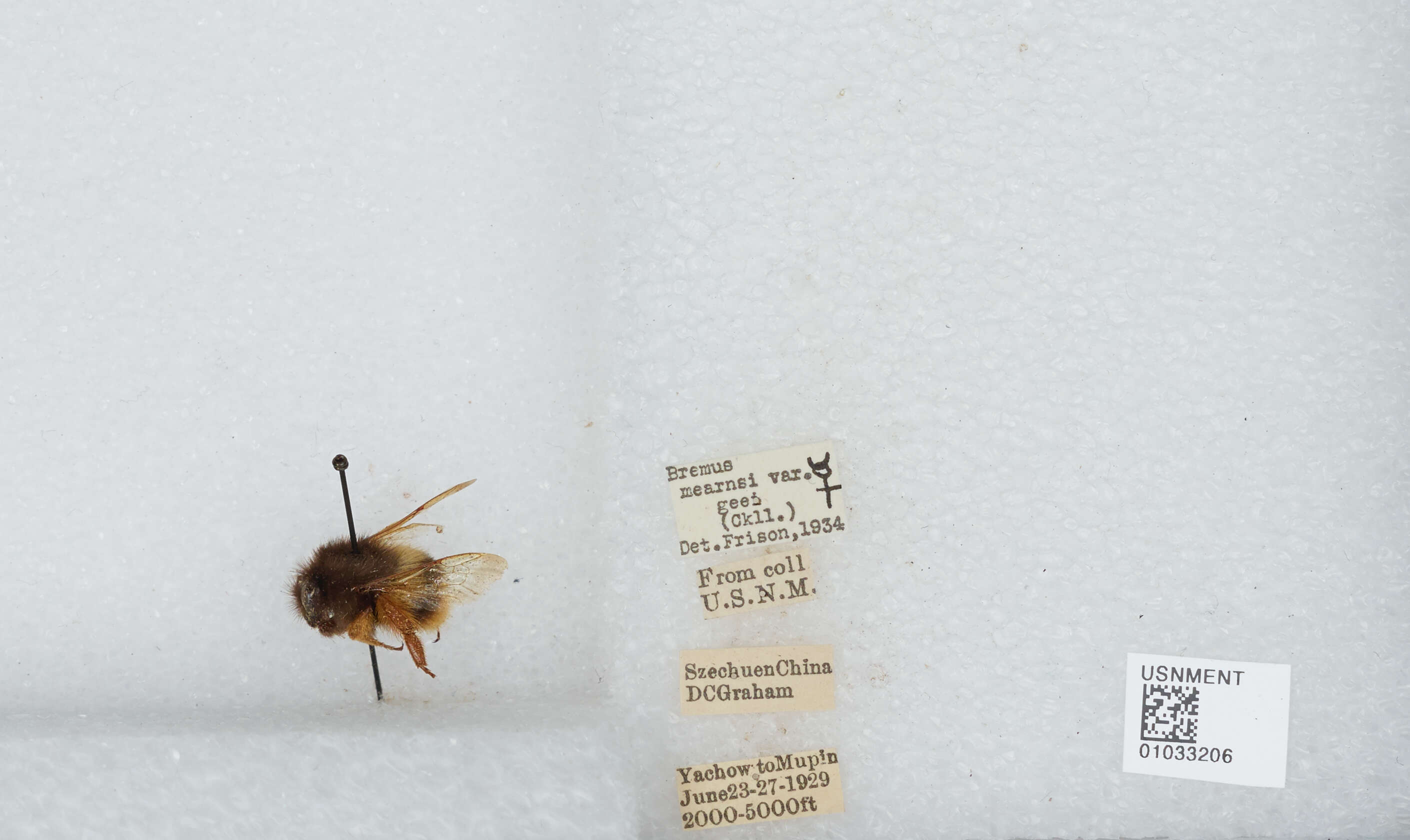 Image of Bombus flavescens Smith 1852