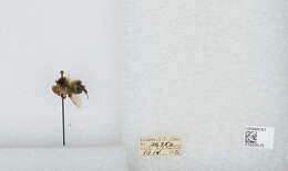 Image of Frigid Bumble Bee