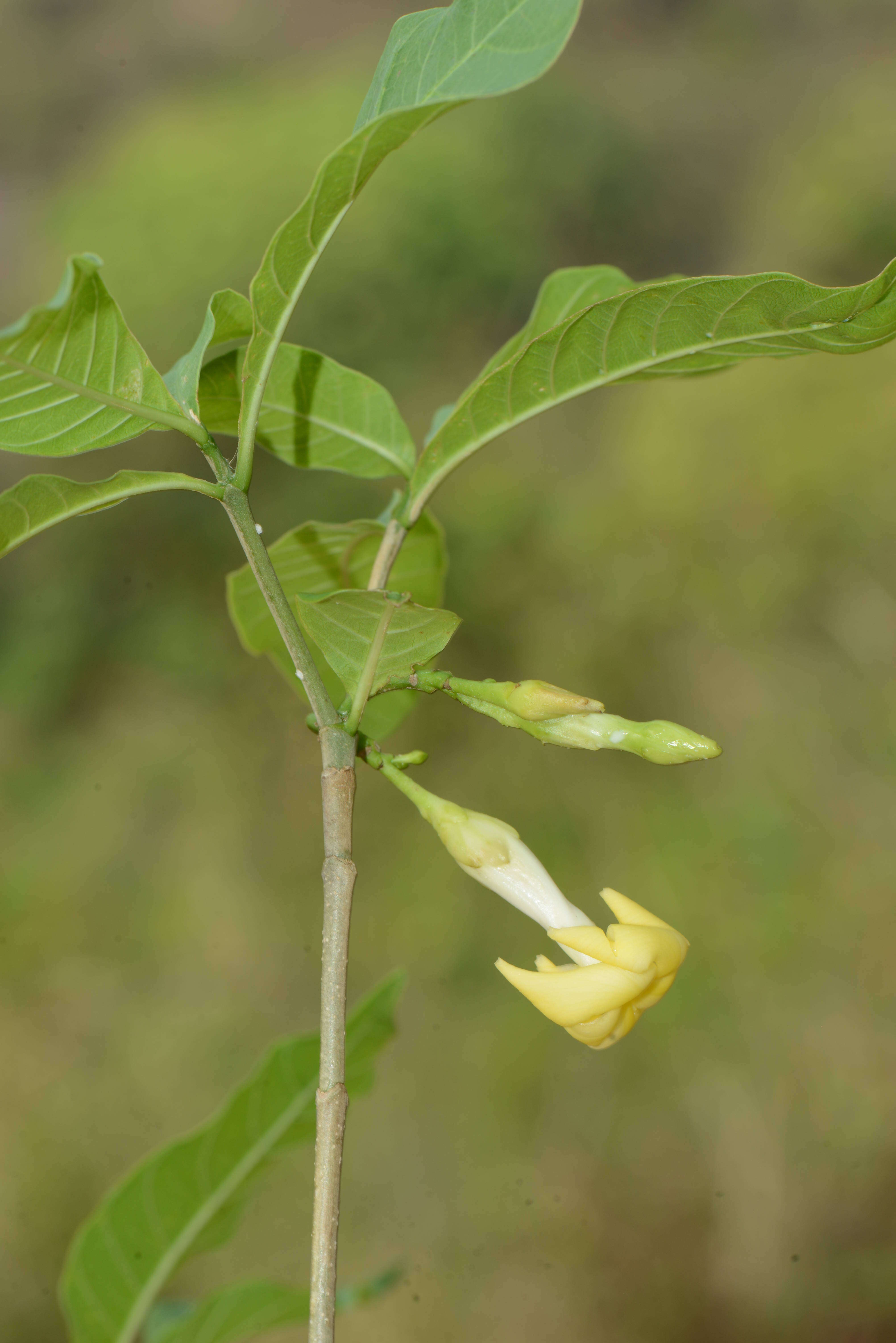 Слика од Tabernaemontana litoralis Kunth